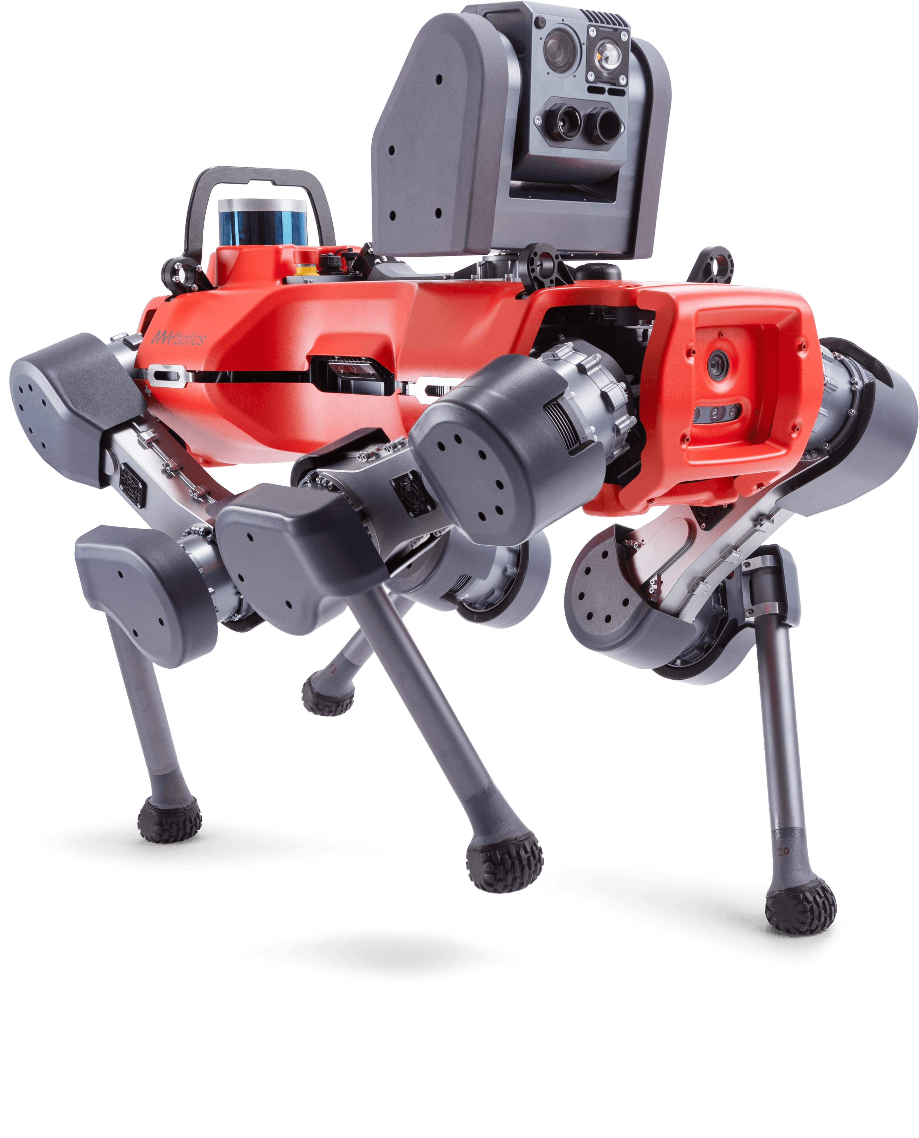 ANymal D legged robot walking